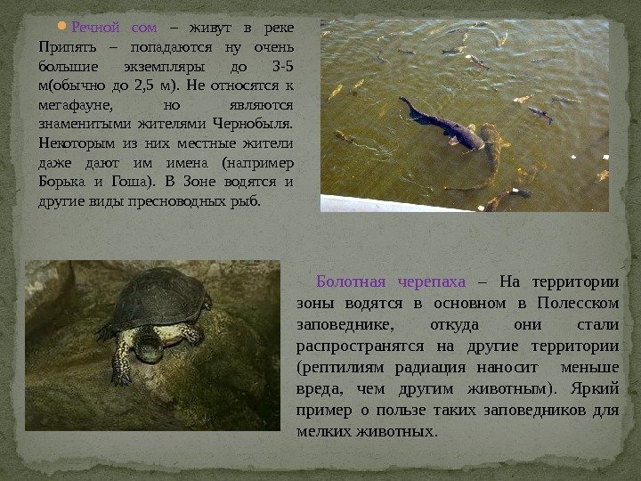  Речной сом – живут в реке Припять – попадаются ну очень большие экземпляры