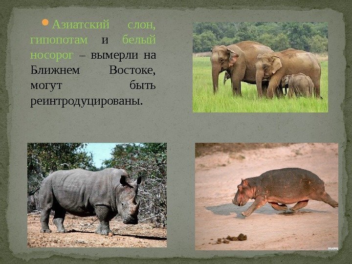  Азиатский слон,  гипопотам и  белый носорог – вымерли на Ближнем Востоке,