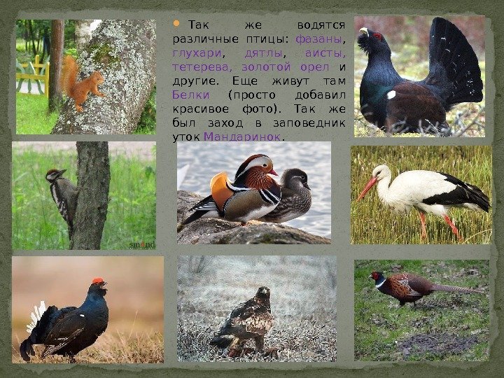  Так же водятся различные птицы:  фазаны ,  глухари ,  дятлы