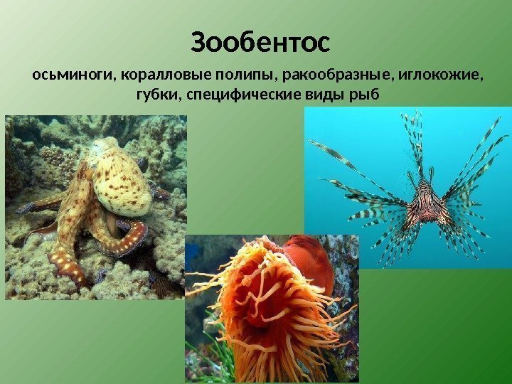 Зообентос осьминоги, коралловые полипы, ракообразные, иглокожие,  губки, специфические виды рыб 