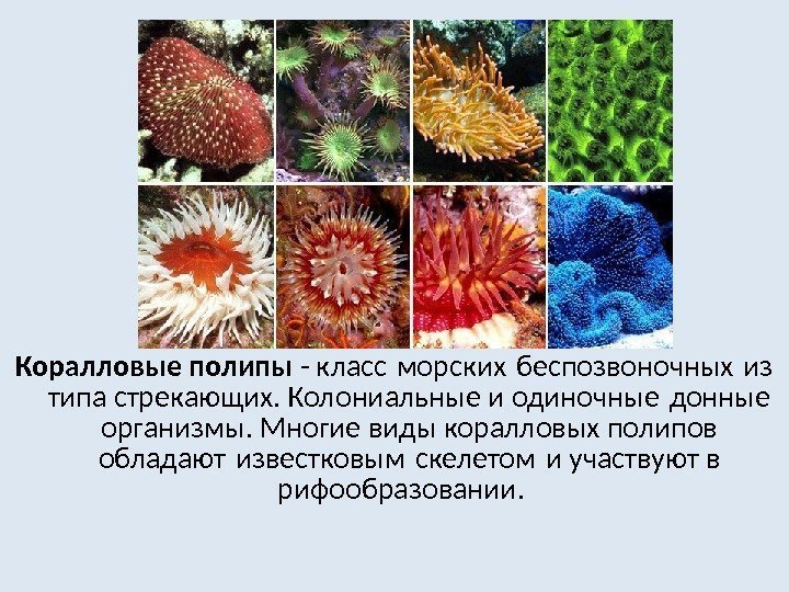 Коралловые полипы - класс морских беспозвоночных из  типа стрекающих. Колониальные и одиночные донные