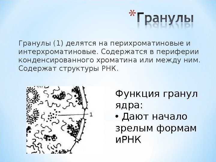 Гранулы (1) делятся на перихроматиновые и интерхроматиновые. Содержатся в периферии конденсированного хроматина или между