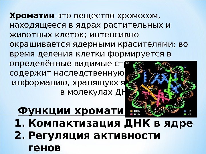 Какие хромосомы в ядре. Функции хроматина в ядре. Хроматин функции. Хроматин строение и функции таблица.