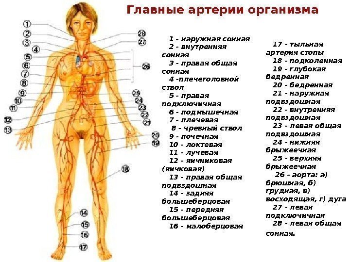 Где находятся артерии у человека. Основные артерии организма человека. Где находится Сонная артерия у человека. Сонные точки на теле человека.