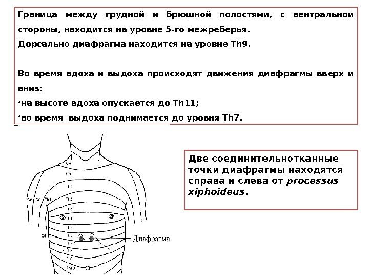 Грудная и брюшная полость. Граница между грудной и брюшной полостью. Границы брюшной грудной полости. Разделение грудной и брюшной полости диафрагмой. Граница грудной клетки и брюшной полости.