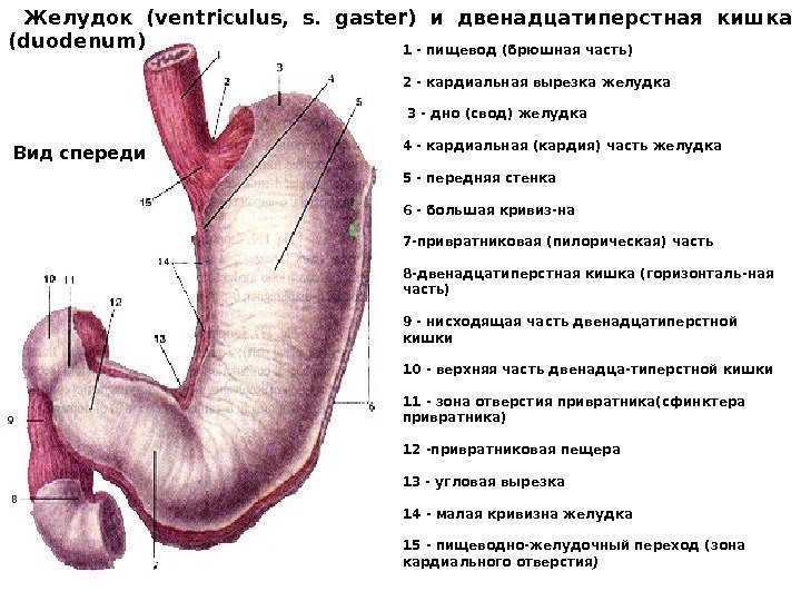 1 - пищевод (брюшная часть) 2 - кардиальная вырезка желудка  3 - дно