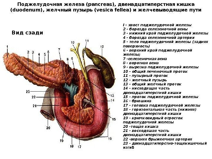 Поджелудочная железа (pancreas), двенадцатиперстная кишка (duodenum), желчный пузырь (vesica fellea) и желчевыводящие пути Вид