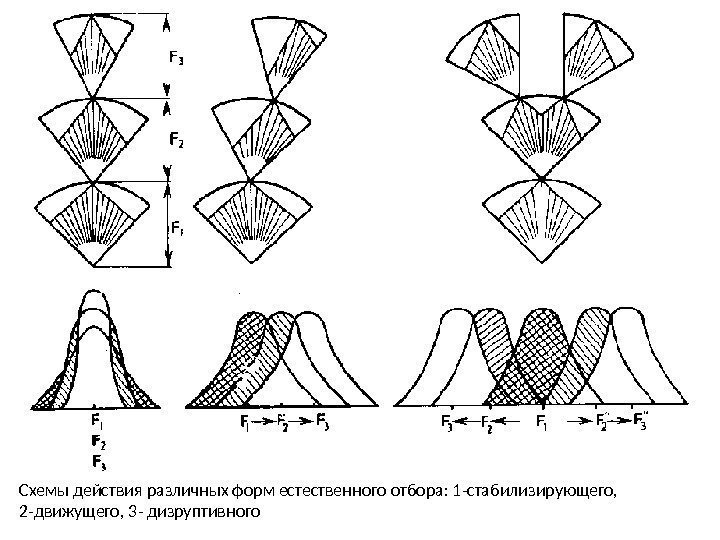 Схемы действия различных форм естественного отбора: 1 -стабилизирующего,  2 -движущего, 3 - дизруптивного