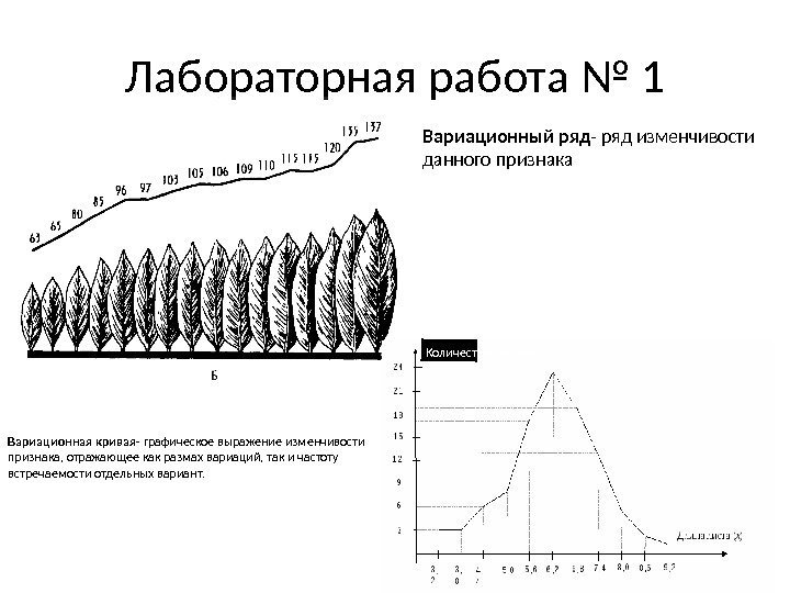 Лабораторная работа № 1 Вариационный ряд - ряд изменчивости данного признака Количество листьев Вариационная