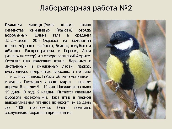 Лабораторная работа № 2 Большая синица (Parus major),  птица семейства синицевых (Paridae) отряда