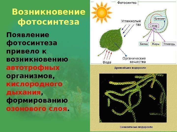 Возникновение фотосинтеза Появление фотосинтеза привело к возникновению автотрофных организмов,  кислородного  дыхания ,