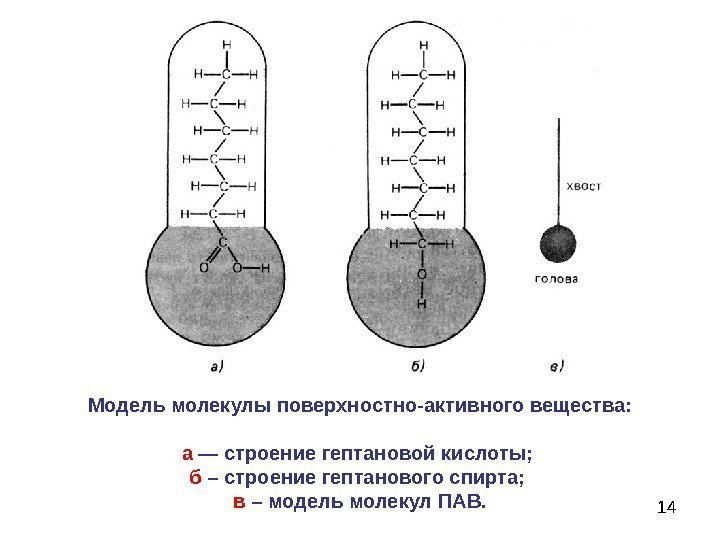 14 Модель молекулы поверхностно-активного вещества: а — строение гептановой кислоты;  б  –