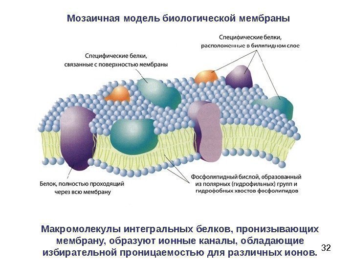 32 Мозаичная модель биологической мембраны Макромолекулы интегральных белков, пронизывающих мембрану, образуют ионные каналы, обладающие