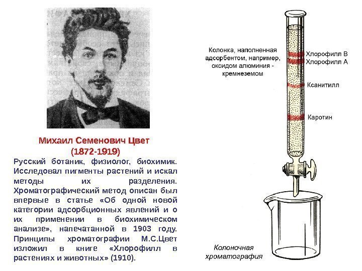 54 Михаил Семенович Цвет (1872 -1919) Русский ботаник,  физиолог,  биохимик.  Исследовал
