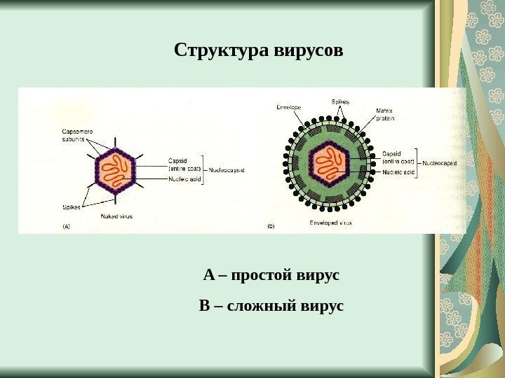  Структура вирусов A – простой вирус B – сложный вирус 