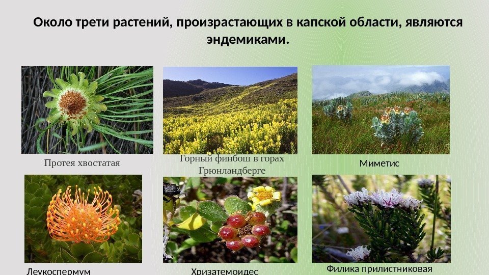 Около трети растений, произрастающих в капской области, являются эндемиками. Протея хвостатая  Горный финбош