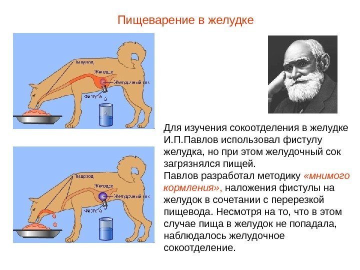 Для изучения сокоотделения в желудке И. П. Павлов использовал фистулу желудка, но при этом