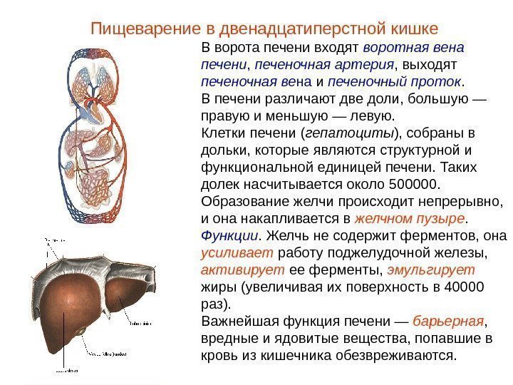 В ворота печени входят воротная вена печени ,  печеночная артерия , выходят печеночная