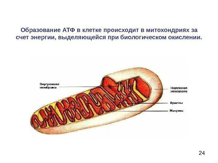  24 Образование АТФ в клетке п роисходит в митохондриях за счет энергии, выделяющейся