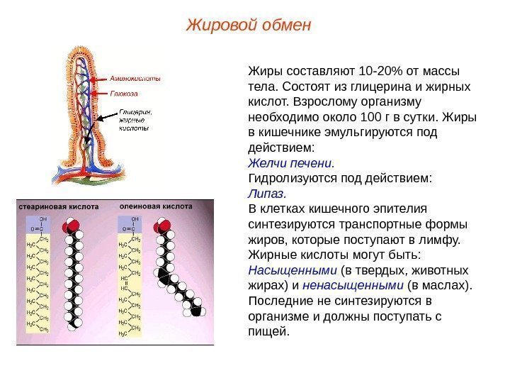 Жировой обмен Жиры составляют 10 -20 от массы тела. Состоят из глицерина и жирных