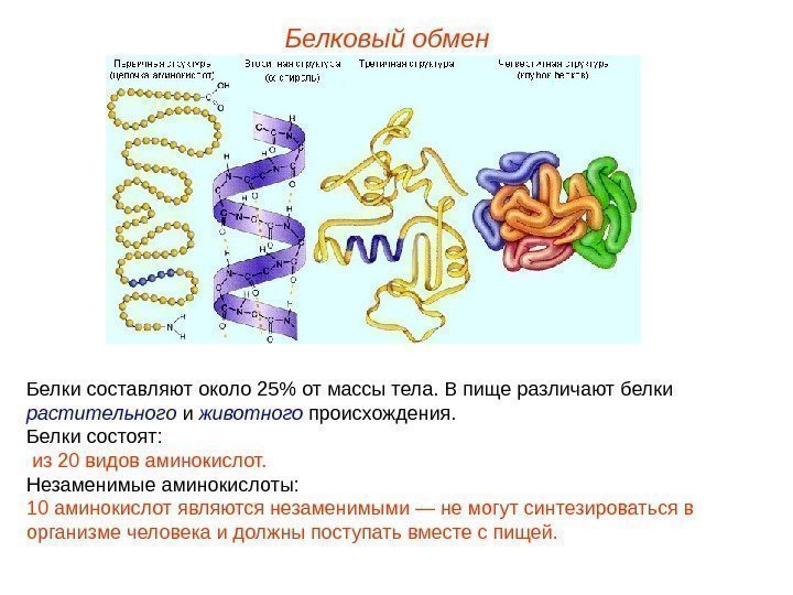 Белковый обмен Белки составляют около 25 от массы тела. В пище различают белки растительного