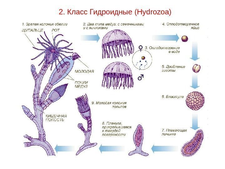2. Класс Гидроидные ( Hydrozoa) 
