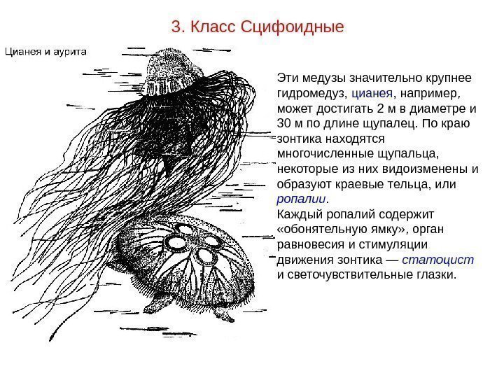3. Класс Сцифоидные Эти медузы значительно крупнее гидромедуз,  цианея , например,  может