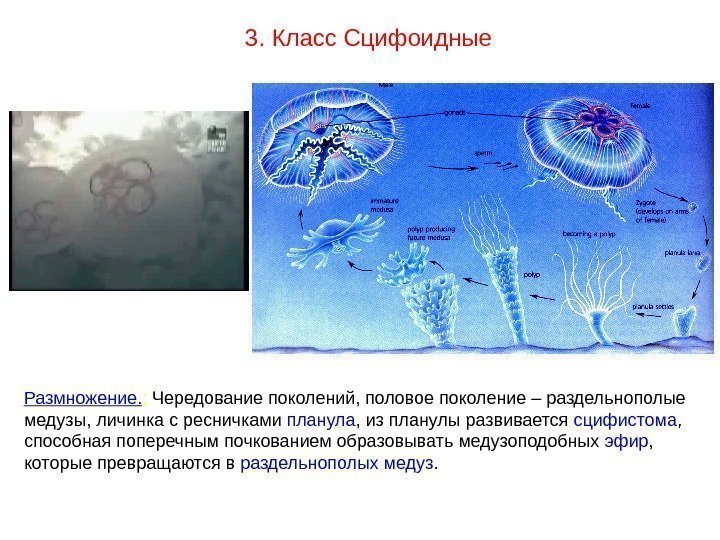 Размножение. :  Чередование поколений, половое поколение – раздельнополые медузы, личинка с ресничками планула
