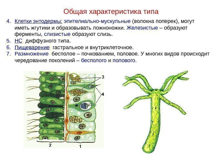 Общая характеристика типа 4. Клетки энтодермы:  эпителиально-мускульные (волокна поперек), могут иметь жгутики и
