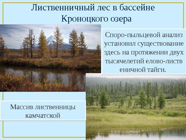 Лиственничный лес в бассейне Кроноцкого озера Массив лиственницы камчатской Споро-пыльцевой анализ установил существование здесь