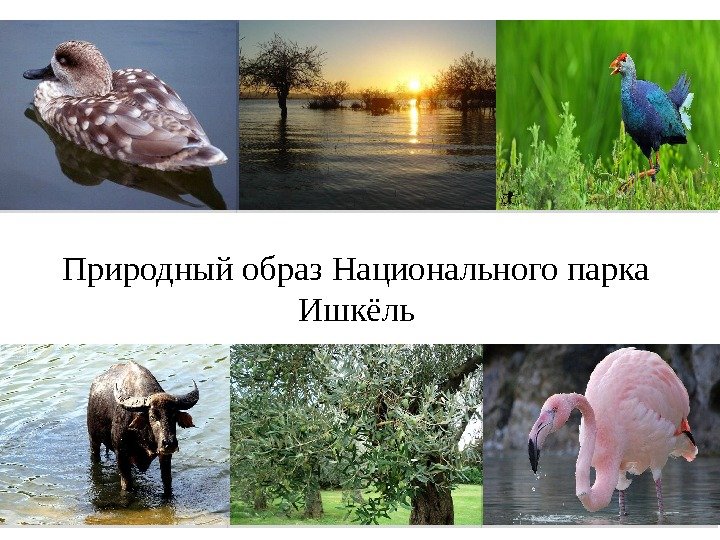 Национальный парк ишкель тунис