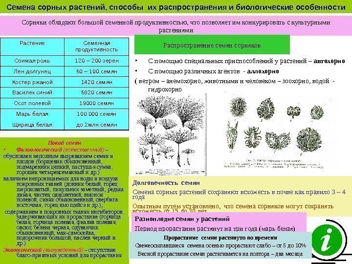   Семена сорных растений, способы их распространения и биологические особенности Растение Семенная продуктивность