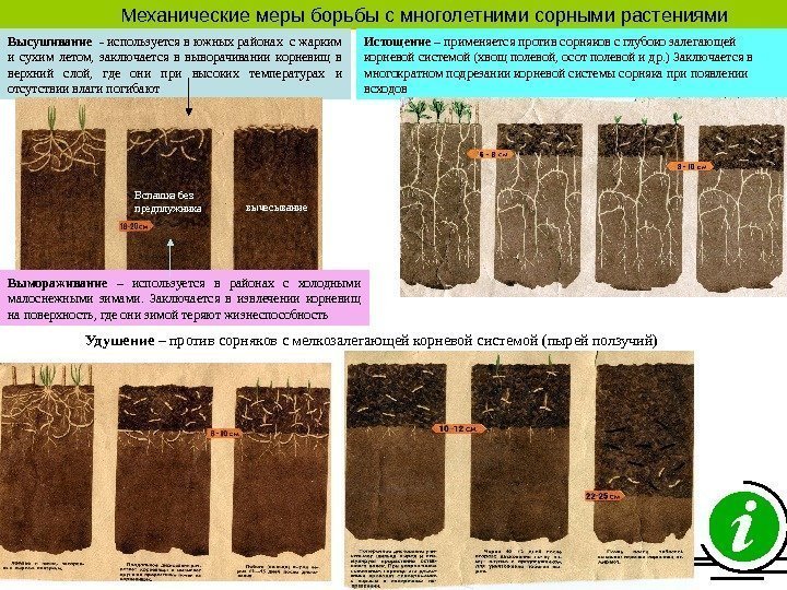   Механические меры борьбы с многолетними сорными растениями Высушивание  - используется в