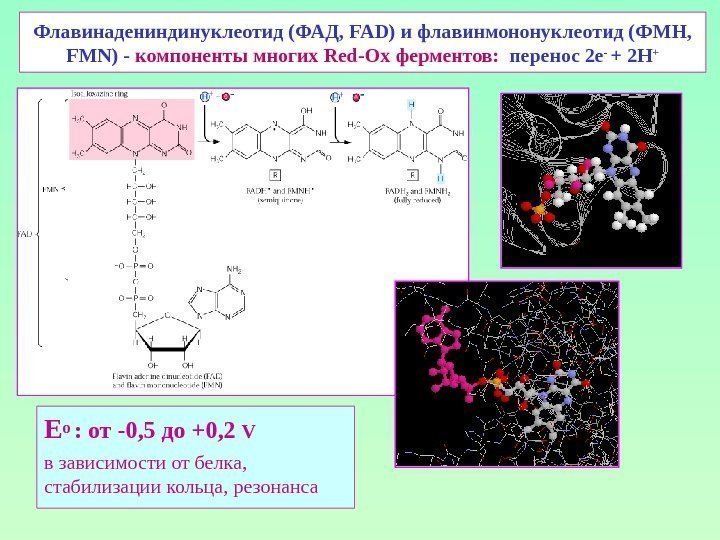 Флавинадениндинуклеотид (ФАД,  FAD ) и флавинмононуклеотид (ФМН,  FMN) - компоненты многих Red-Ox