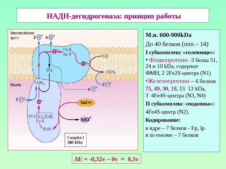  НАДН-дегидрогеназа: принцип работы М. в. 600 -900 k. Da До 40 белков (
