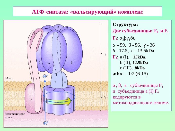 Фермент атф синтаза. Строение АТФ синтазы. Строение АТФ синтазного комплекса. АТФ синтетаза строение. Строение АТФ азы.