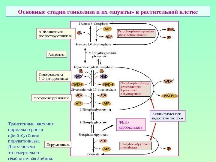 Основные стадии гликолиза и их «шунты» в растительной клетке АТФ-зависимая фосфофоруктокиназа Альдолаза Глицеральдегид- 3