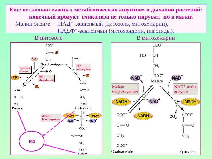 Расщепление гликолиза