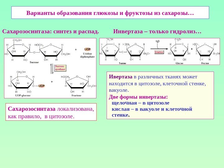 Варианты образования глюкозы и фруктозы из сахарозы… Сахарозосинтаза: синтез и распад.   Инвертаза
