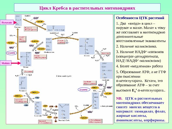 Цикл Кребса в растительных митохондриях Особенности ЦТК растений 1. Два  «входа» в цикл