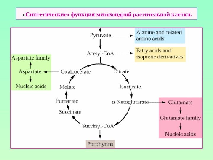   « Синтетические» функции митохондрий растительной клетки. 