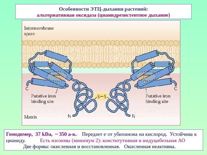 Особенности ЭТЦ-дыхания растений: альтернативная оксидаза (цианидрезистентное дыхание) Гомодимер,  37 k. Da, ~ 350