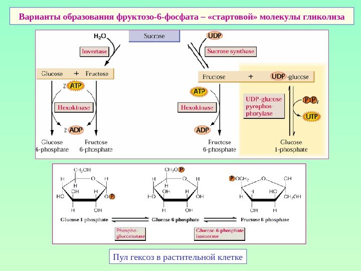 Варианты образования фруктозо-6 -фосфата – «стартовой» молекулы гликолиза Пул гексоз в растительной клетке 