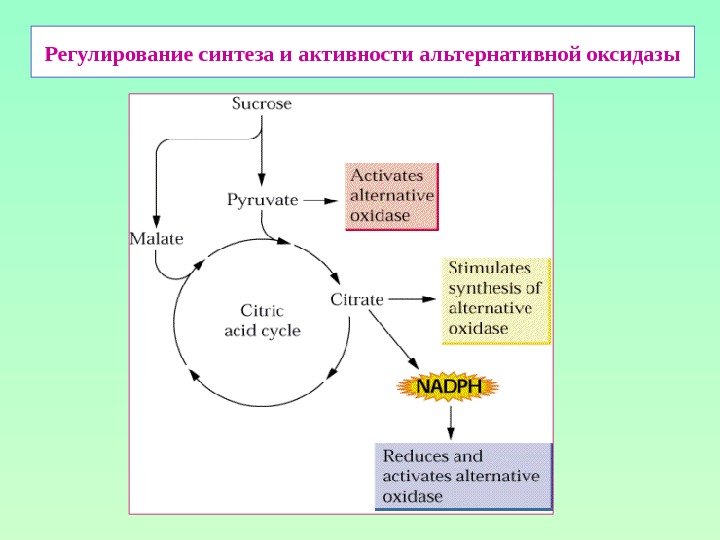 Регулирование синтеза и активности альтернативной оксидазы 