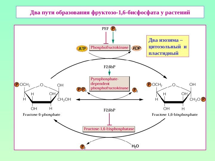 Два пути образования фруктозо-1, 6 -бисфосфата у растений Два изозима – цитозольный и пластидный