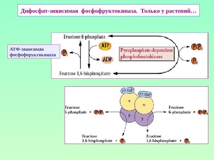Дифосфат-зивисимая фосфофруктокиназа.  Только у растений… АТФ-зависимая фосфофоруктокиназа 