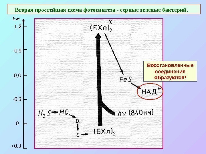  Вторая простейшая схема фотосинтеза - серные зеленые бактерий.  Восстановленные соединения образуются! +0,