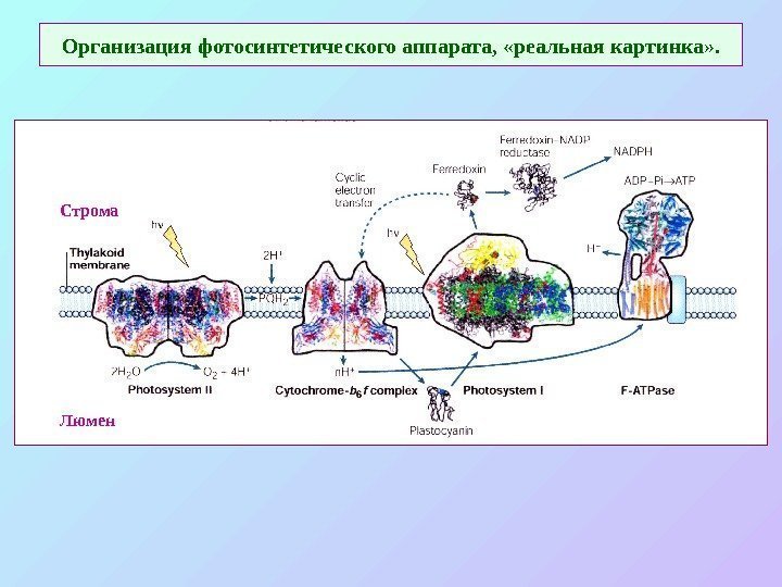   Организация фотосинтетического аппарата,  «реальная картинка» . Строма Люмен   