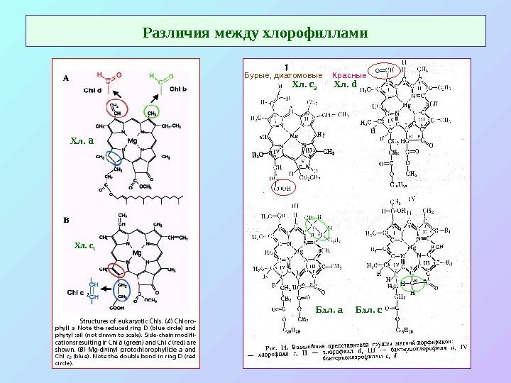   Различия между хлорофиллами Хл.  а Хл. с 2  Хл. 