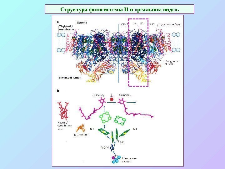   Структура  фотосистемы II в «реальном виде» . 